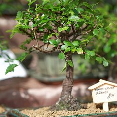 hemer antikmarkt 03 bonsai